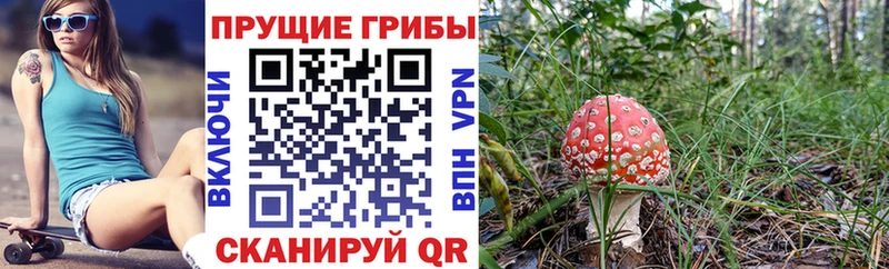 Псилоцибиновые грибы Psilocybine cubensis Чкаловск